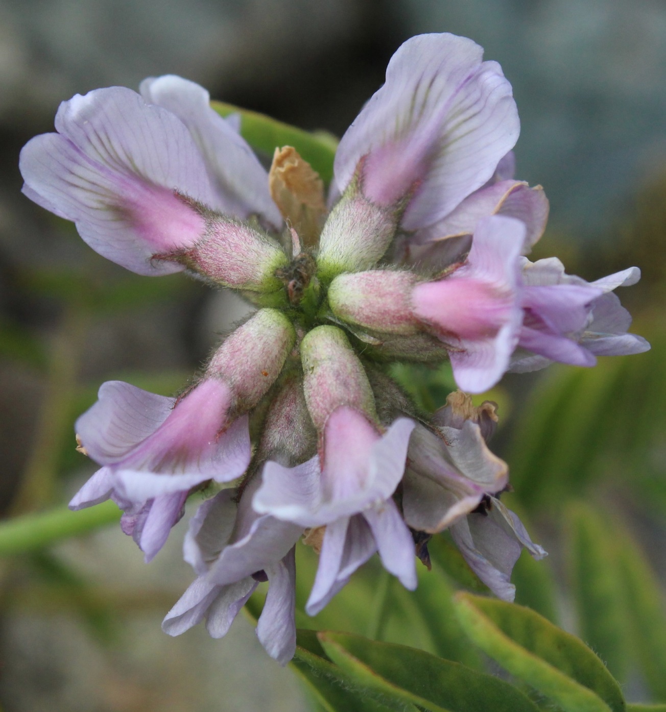 Изображение особи Astragalus gorodkovii.