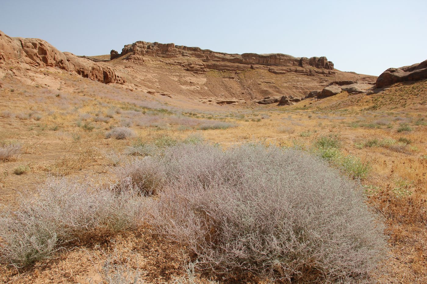 Image of Salsola leptoclada specimen.