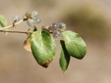 Lonicera nummulariifolia. Побег с плодами. Узбекистан, Ташкентская обл., Чаткальский хребет, водораздельный гребень между урочищами Бельдерсай и Нуреката, 2130 м н.у.м. 05.09.2020.