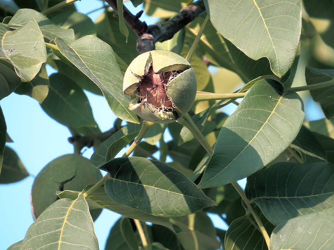 Image of Juglans regia specimen.