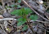 Urtica dioica