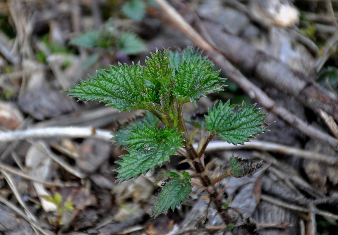 Image of Urtica dioica specimen.