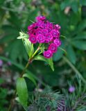 Dianthus barbatus. Верхушка побега с соцветием. Московская обл., гор. округ Мытищи, окр. дер. Сорокино, в культуре. 28.06.2020.