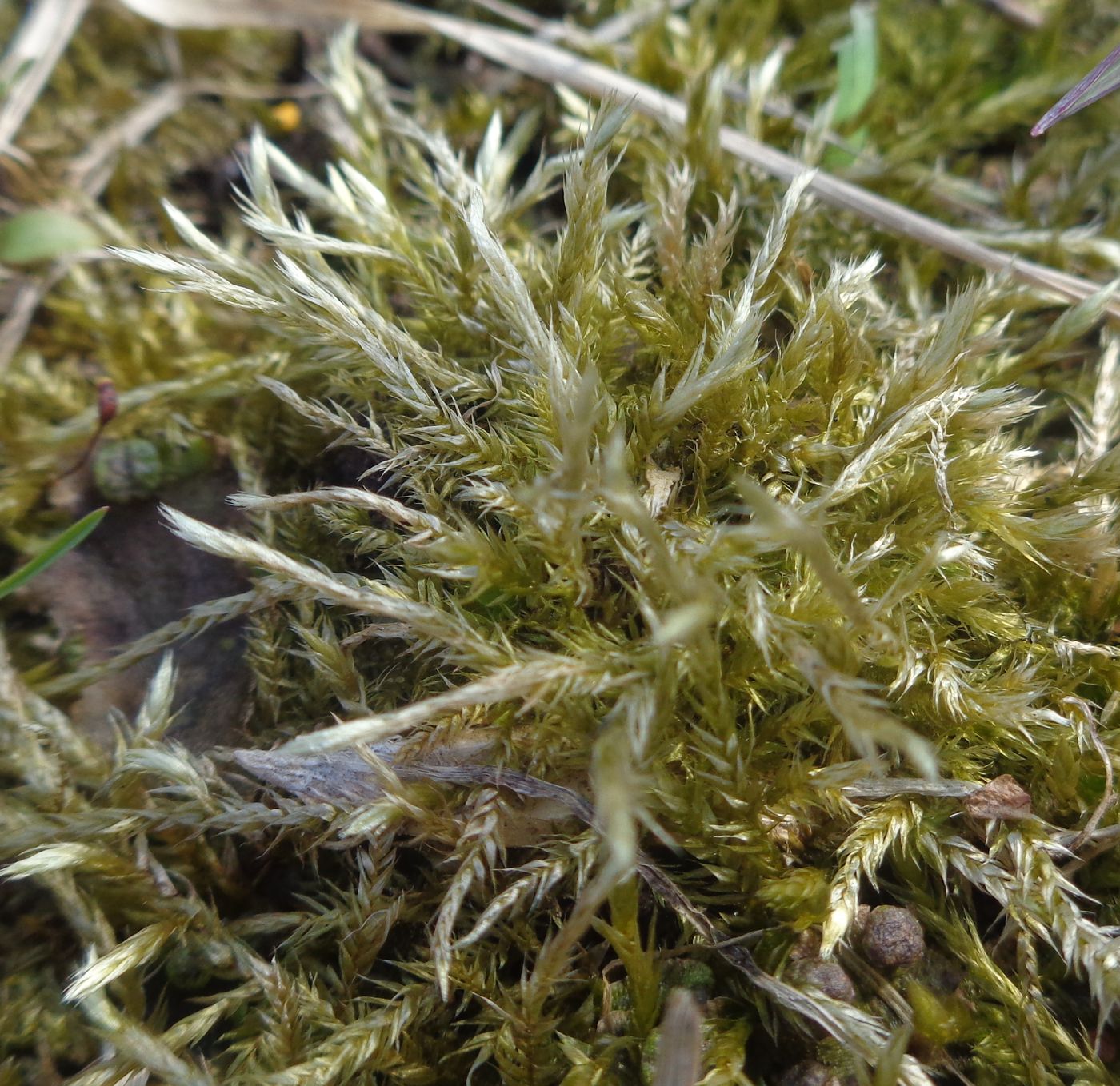 Изображение особи род Brachythecium.