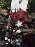 Amaranthus caudatus