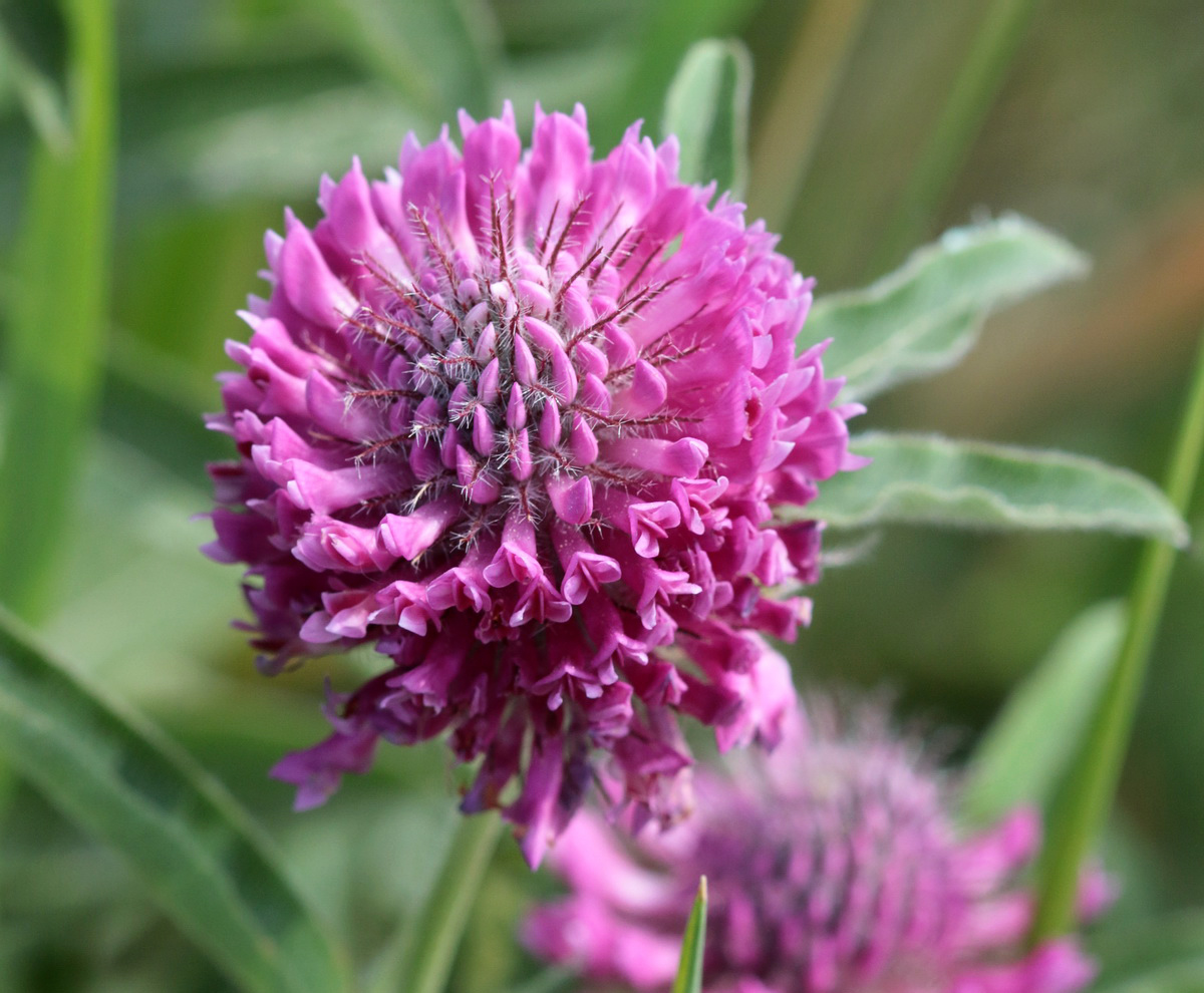 Изображение особи Trifolium alpestre.