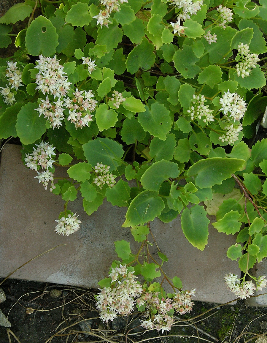 Image of Hylotelephium populifolium specimen.