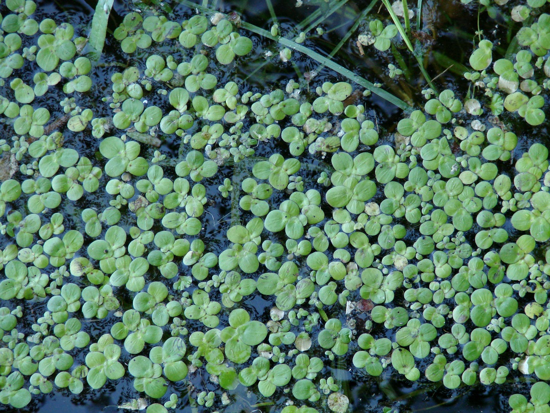 Изображение особи Spirodela polyrhiza.