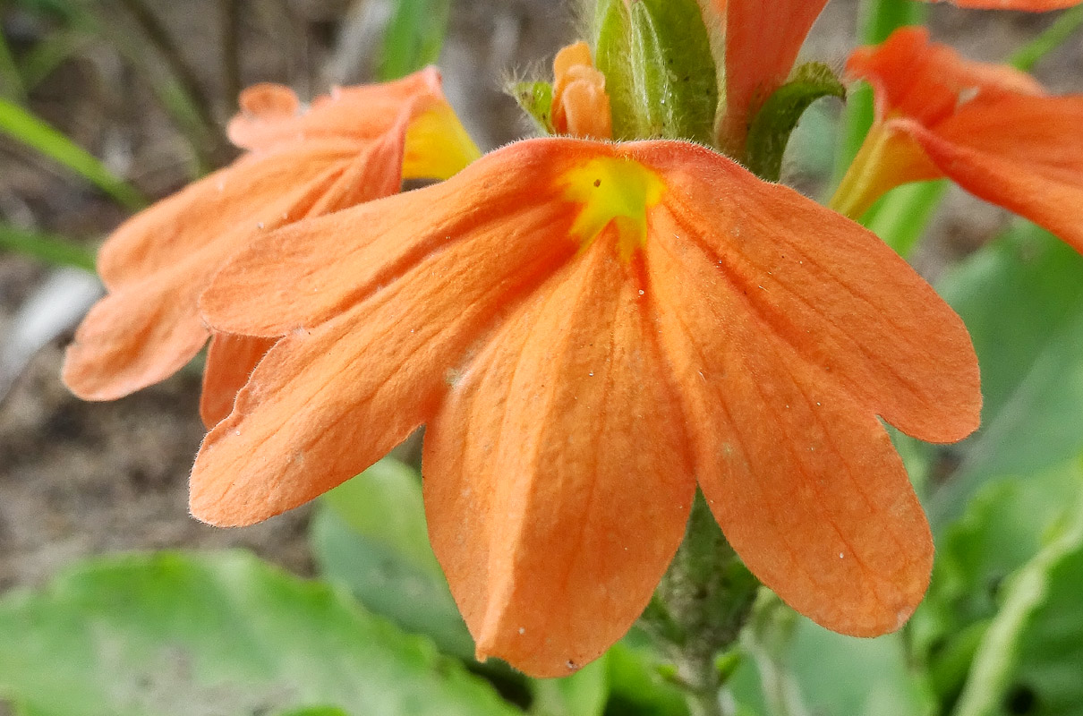 Image of Crossandra subacaulis specimen.