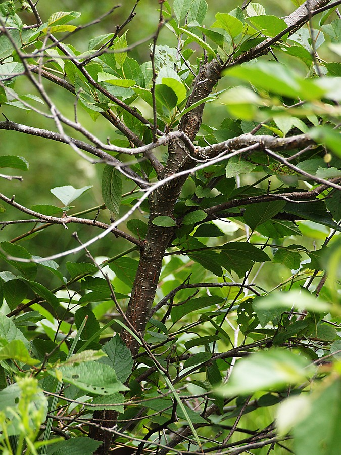 Image of genus Betula specimen.