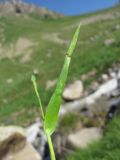 Phleum alpinum