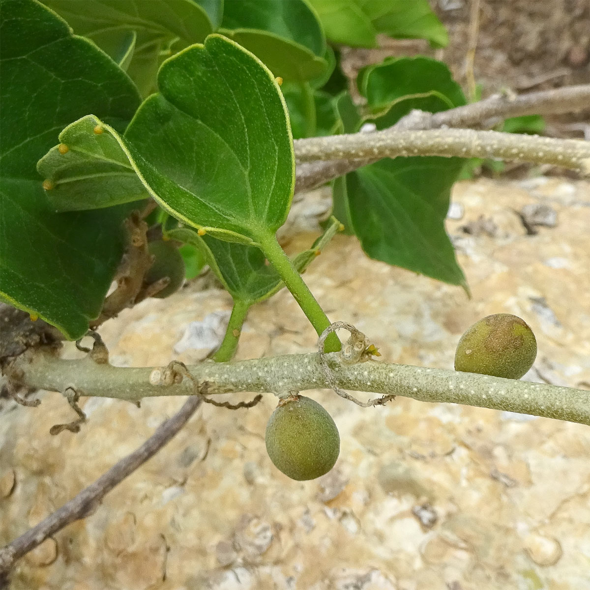 Image of Pyrenacantha malvifolia specimen.