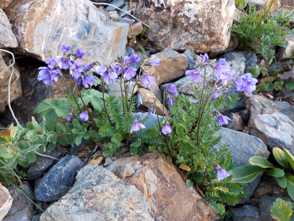 Изображение особи Polemonium boreale.