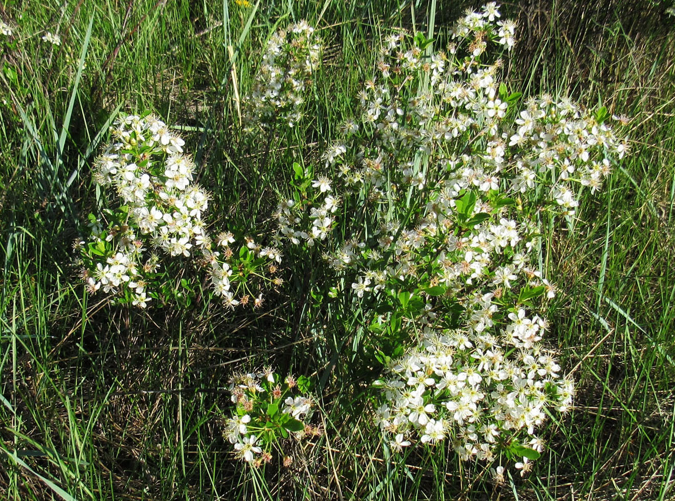 Image of Cerasus fruticosa specimen.