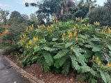 Senna alata