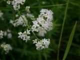 Galium boreale. Верхушка цветущего растения (один из цветков - аномальный 6-членный). Красноярский край, Тунгусско-Чунский р-н, Государственный природный заповедник \"Тунгусский\", пр. берег р. Подкаменная Тунгуска, разнотравный луг. 26.07.2009.