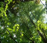 Cercidiphyllum japonicum