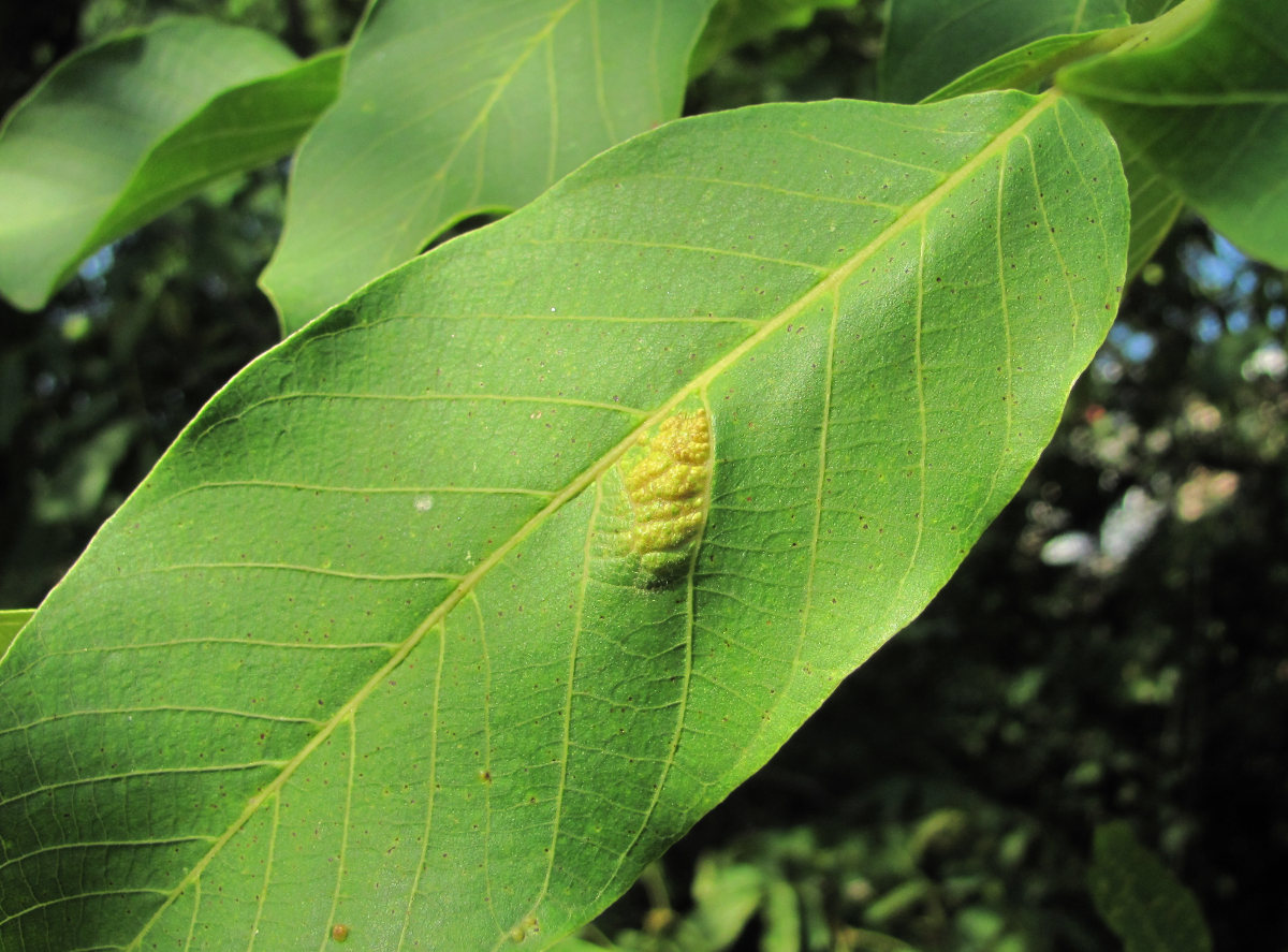 Image of Juglans regia specimen.