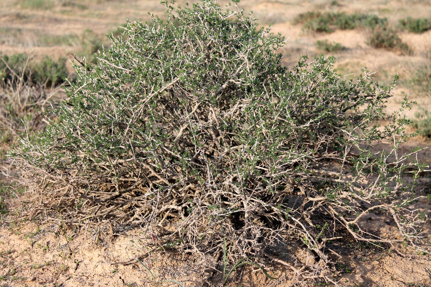 Image of Salsola arbusculiformis specimen.