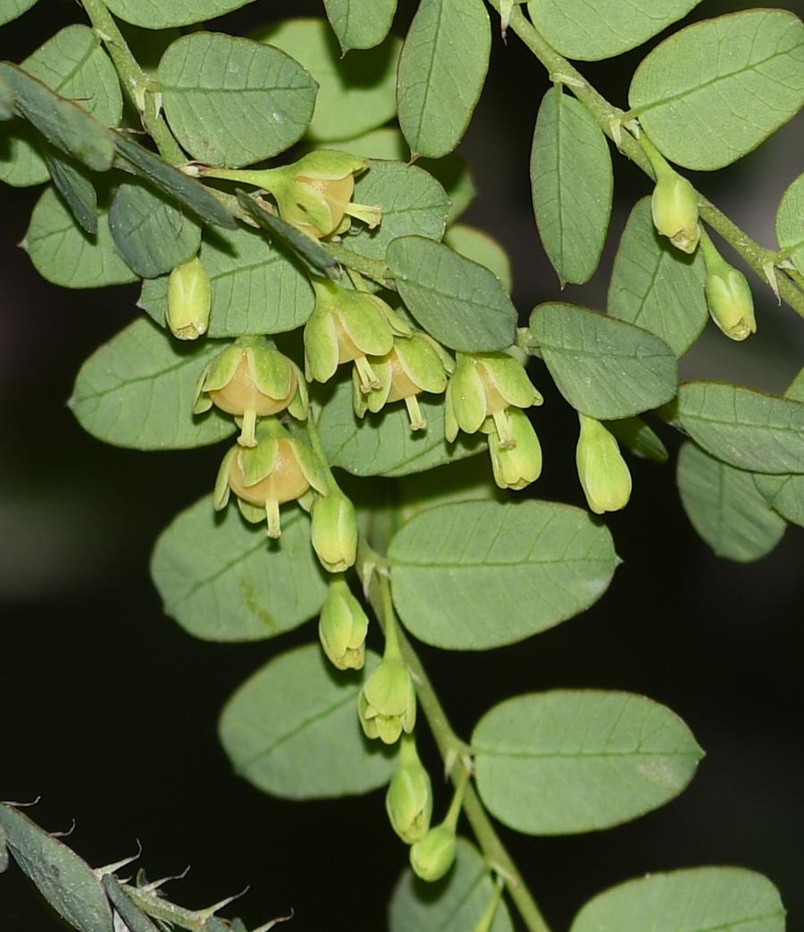 Изображение особи Phyllanthus niruri.