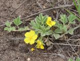 Potentilla acaulis. Цветущее растение с кормящимся насекомым. Алтайский край, у северного берега Кучукского озера, у тропы через степь на песке. 06.05.2021.