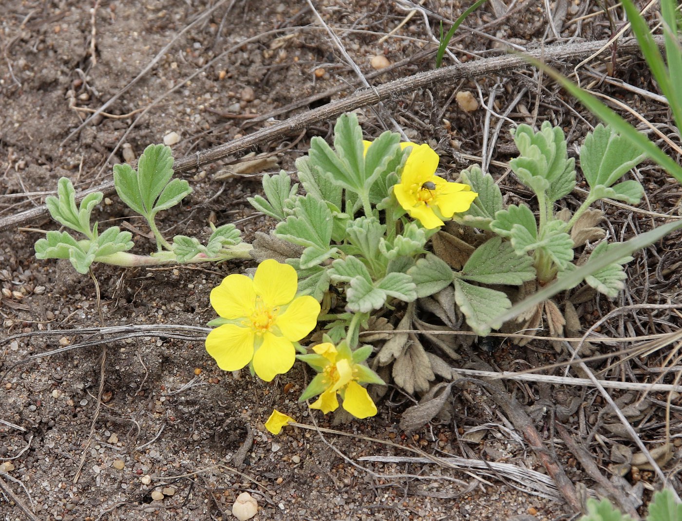 Image of Potentilla acaulis specimen.