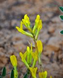 Astragalus longipetalus. Соцветие. Астраханская обл., Наримановский р-н, окр. с. Рассвет, берег р. Волга, песчаный пляж. 24.04.2021.