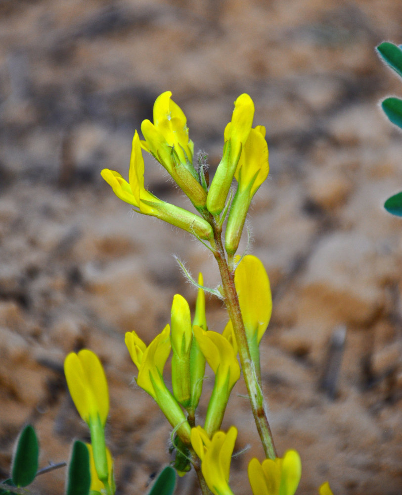 Изображение особи Astragalus longipetalus.