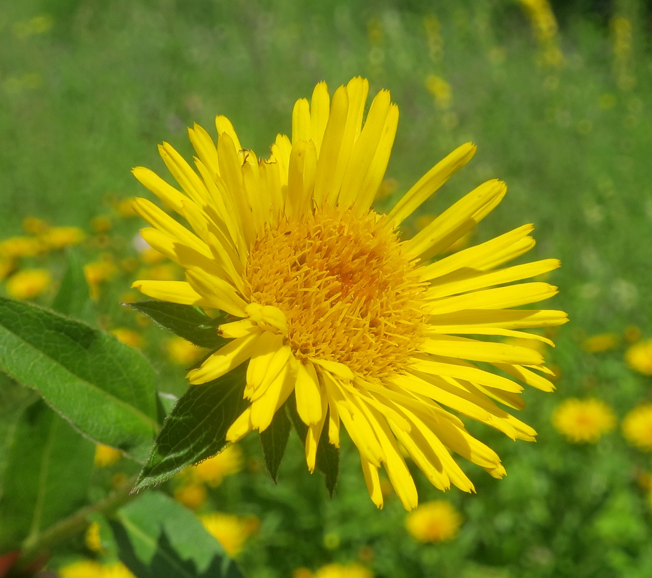 Image of Inula salicina specimen.