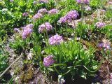 Primula auriculata