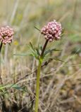 Valeriana tuberosa