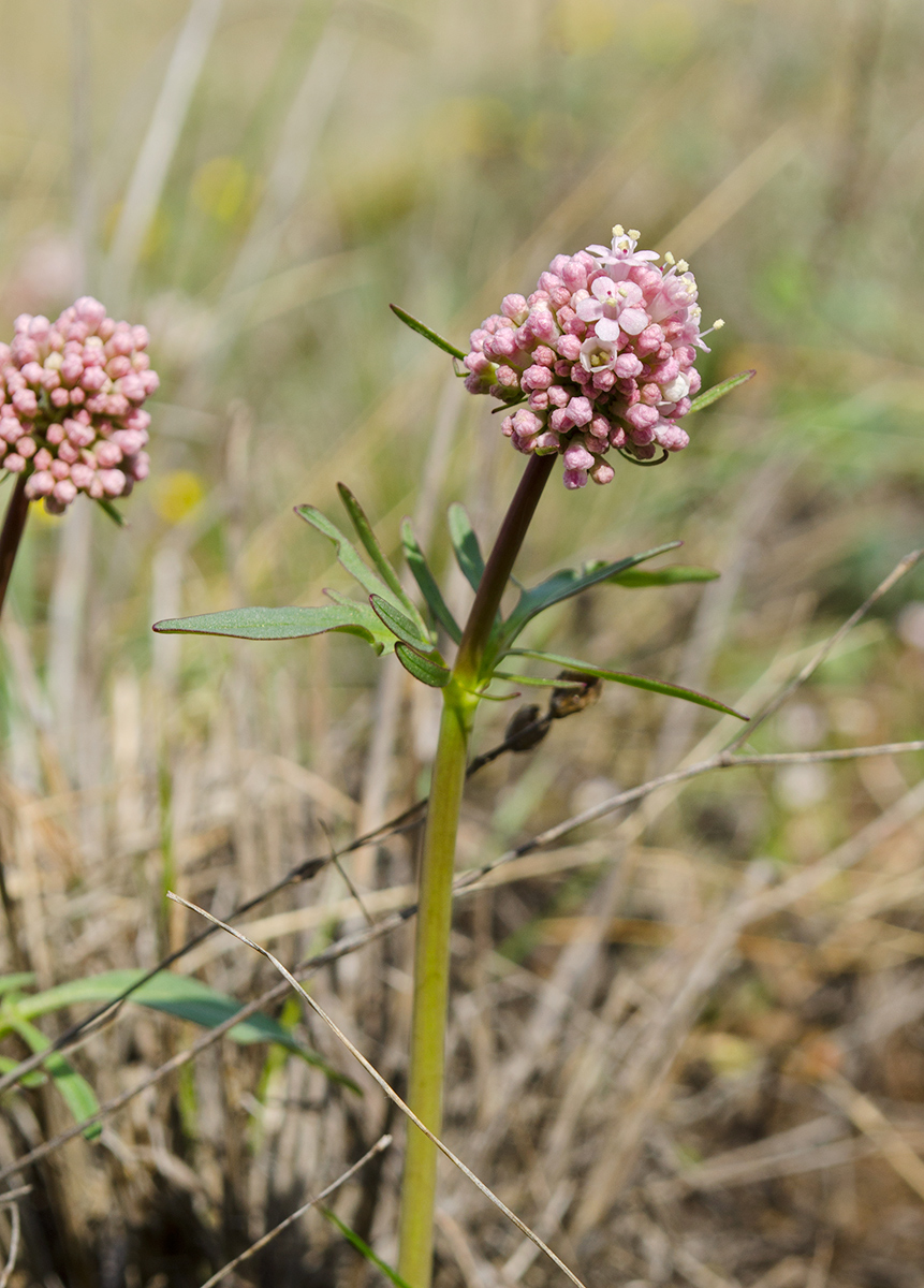 Изображение особи Valeriana tuberosa.