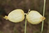 Astragalus krauseanus