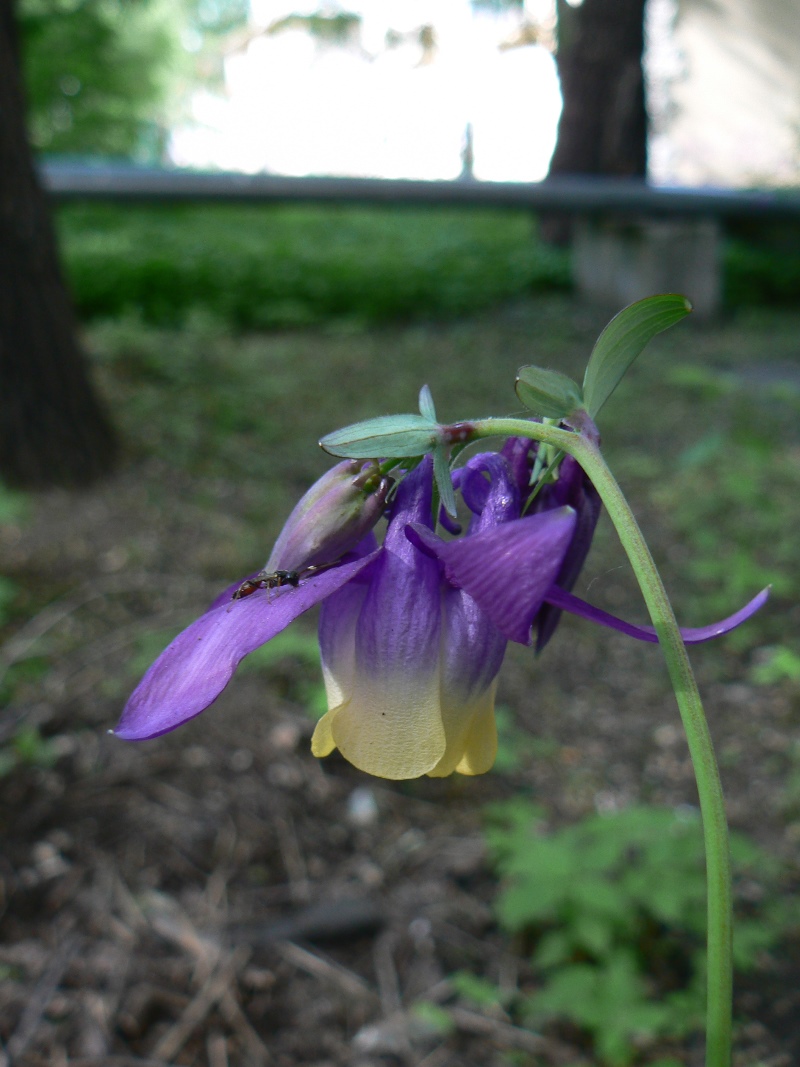 Image of genus Aquilegia specimen.