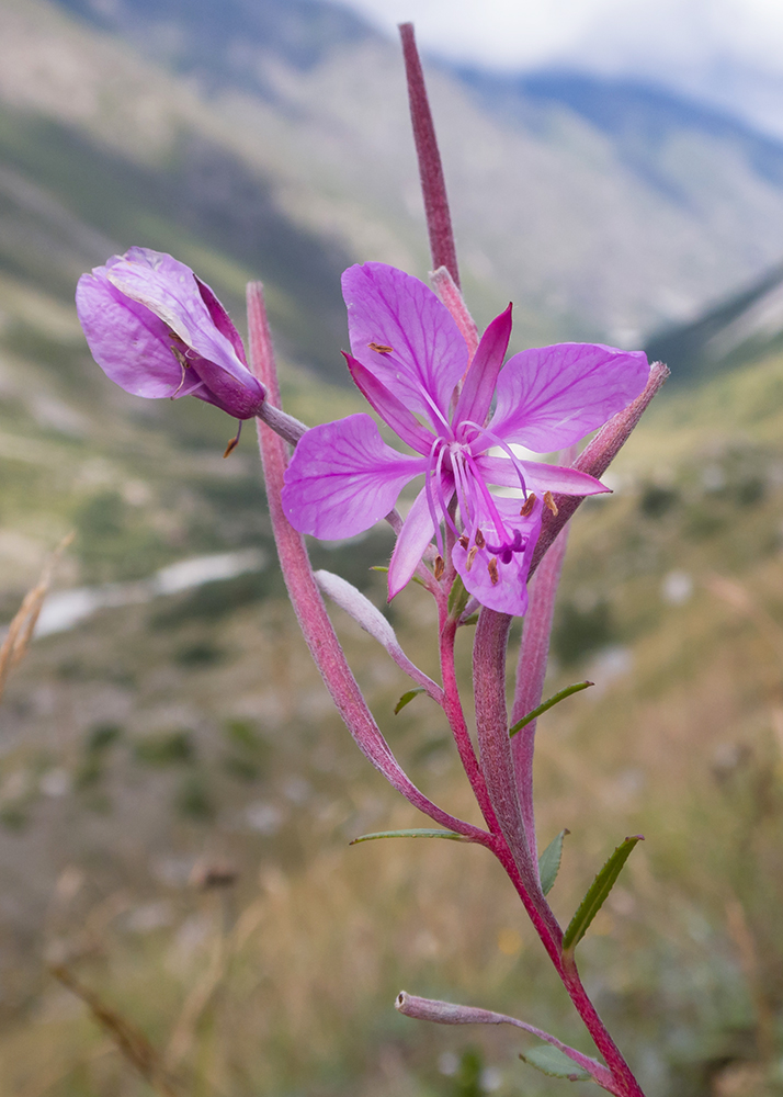 Изображение особи Chamaenerion colchicum.