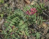 Onobrychis sibirica