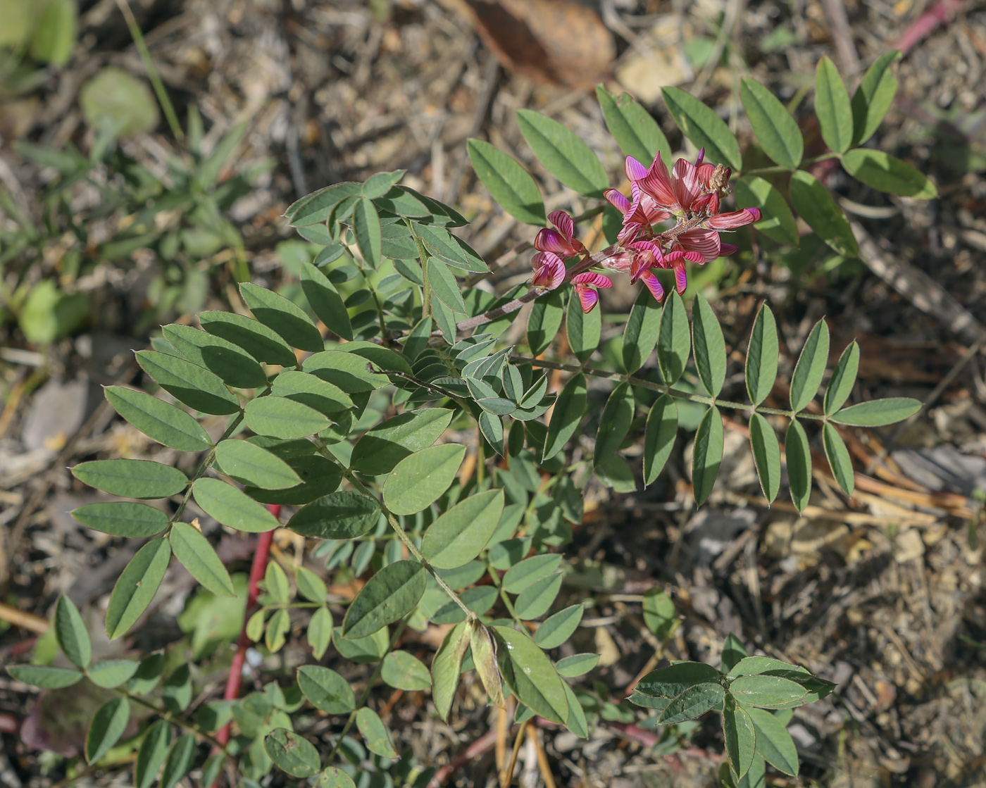 Изображение особи Onobrychis sibirica.