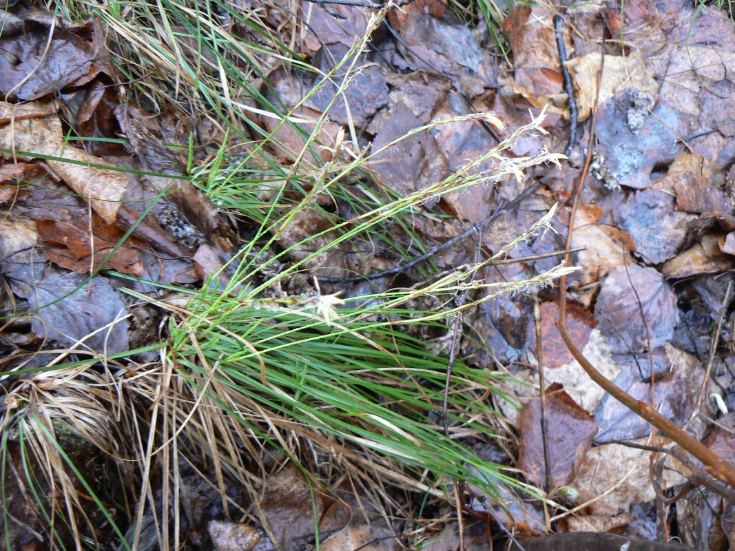 Изображение особи род Carex.