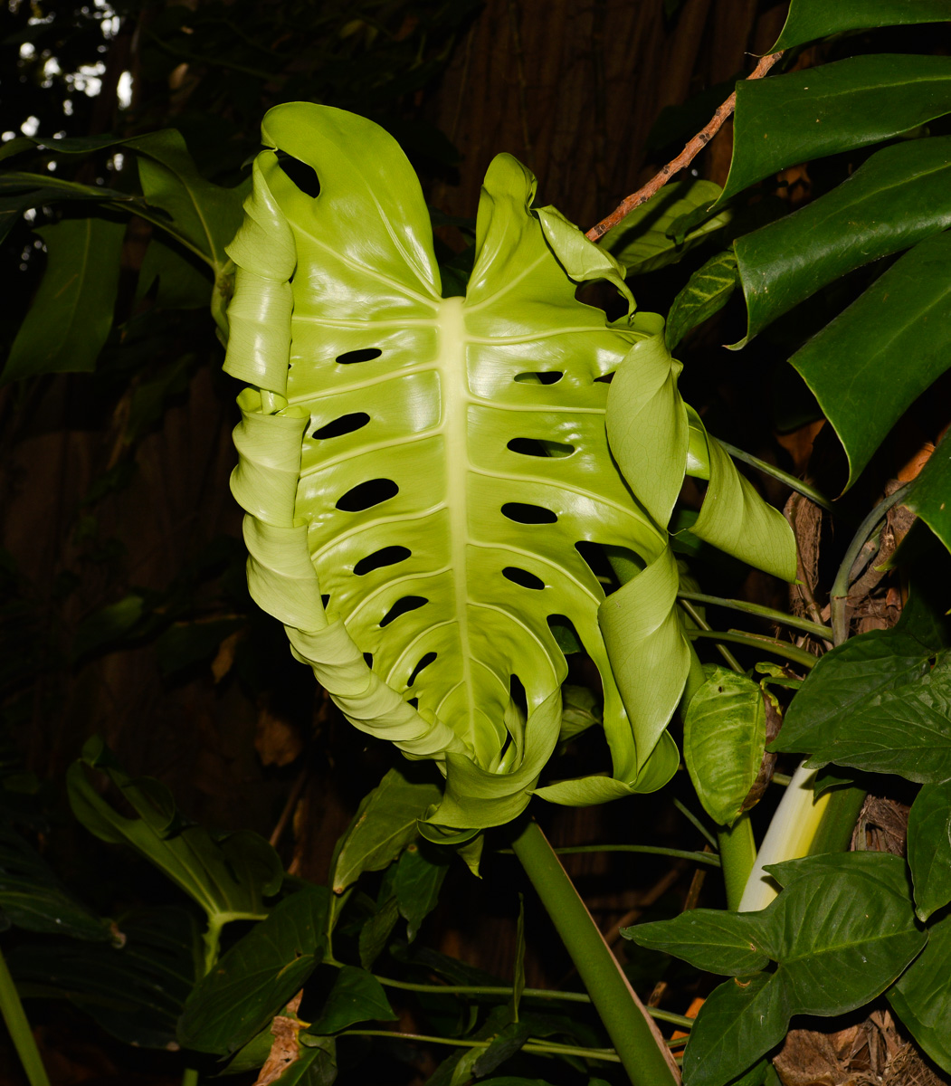 Изображение особи Monstera deliciosa.