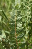 Astragalus subbarbellatus