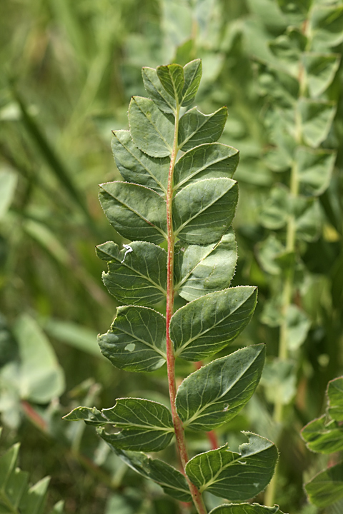 Изображение особи Astragalus subbarbellatus.