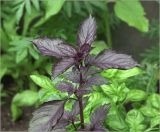 Ocimum basilicum