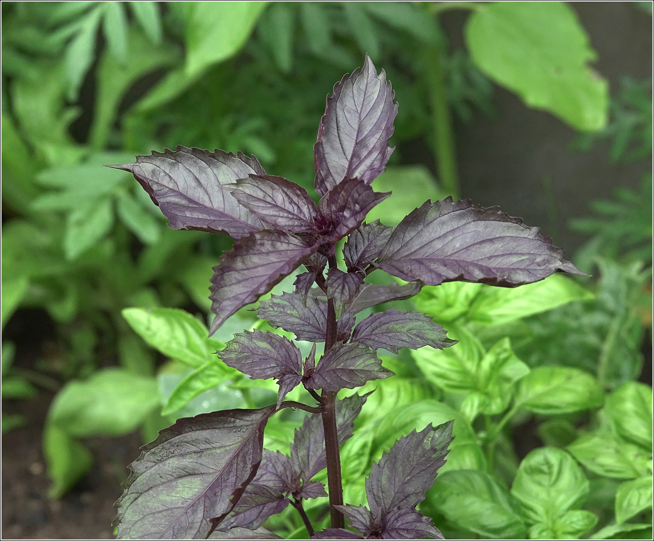 Image of Ocimum basilicum specimen.