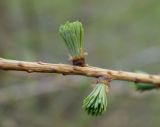 Larix sibirica. Часть веточки с молодой хвоей. Москва, Лефортово, территория МТУСИ, в культуре. 22.04.2021.