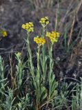 Helichrysum arenarium