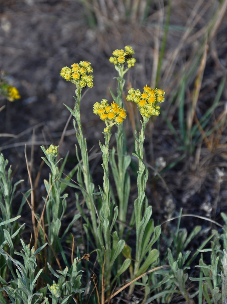 Изображение особи Helichrysum arenarium.