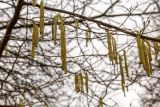 род Corylus