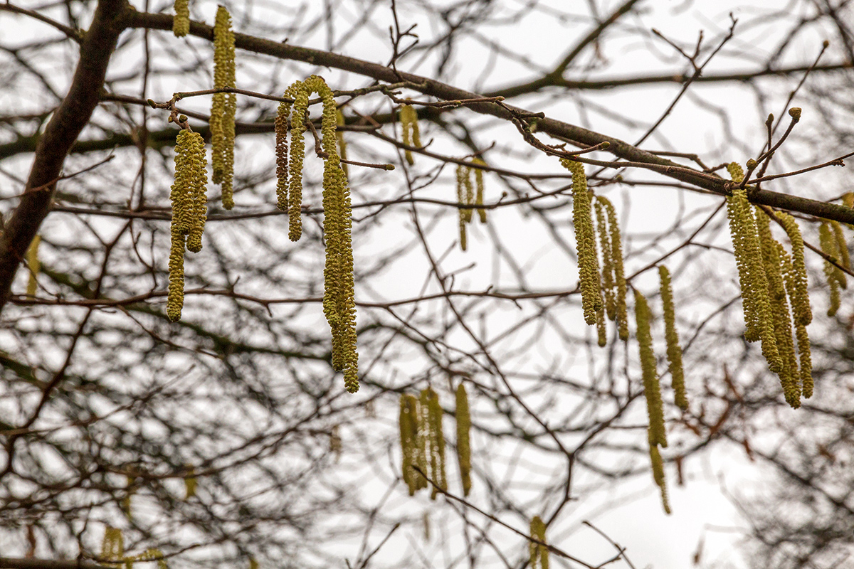 Изображение особи род Corylus.