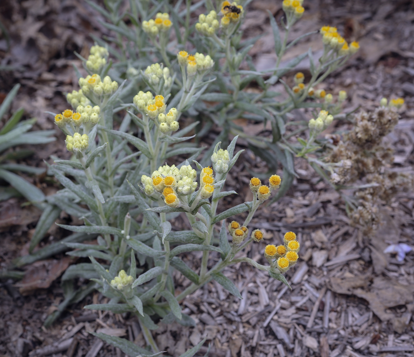 Изображение особи род Helichrysum.