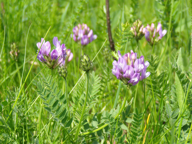 Image of Astragalus danicus specimen.